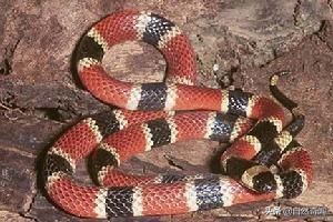 亚马逊十大凶猛植物,巴西亚马逊热带雨林动植物