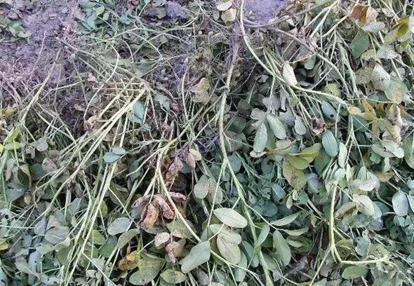 花生秧喂牛羊有什么好处?