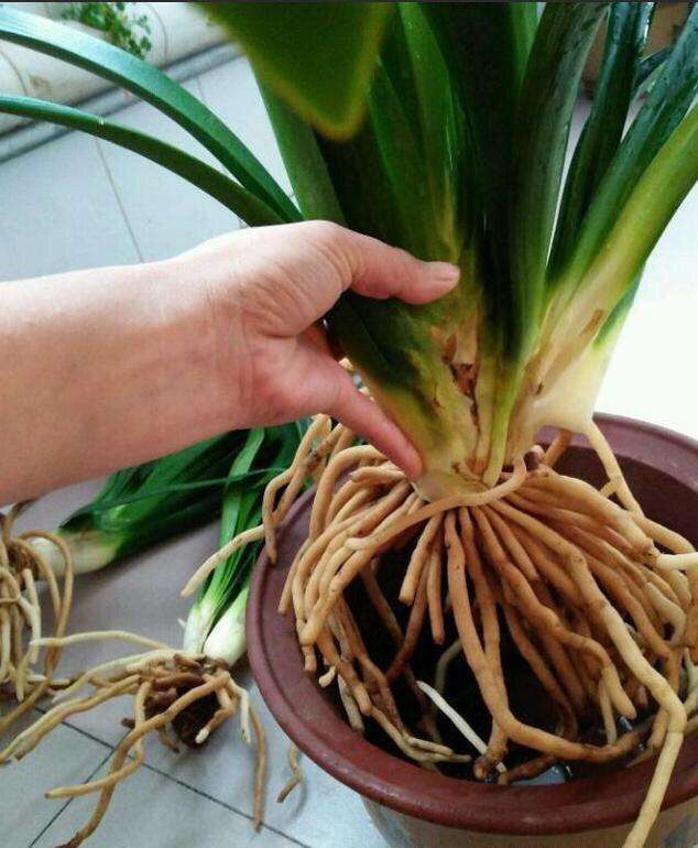 给君子兰换盆注意事项,君子兰换盆后叶片发软是什么原因