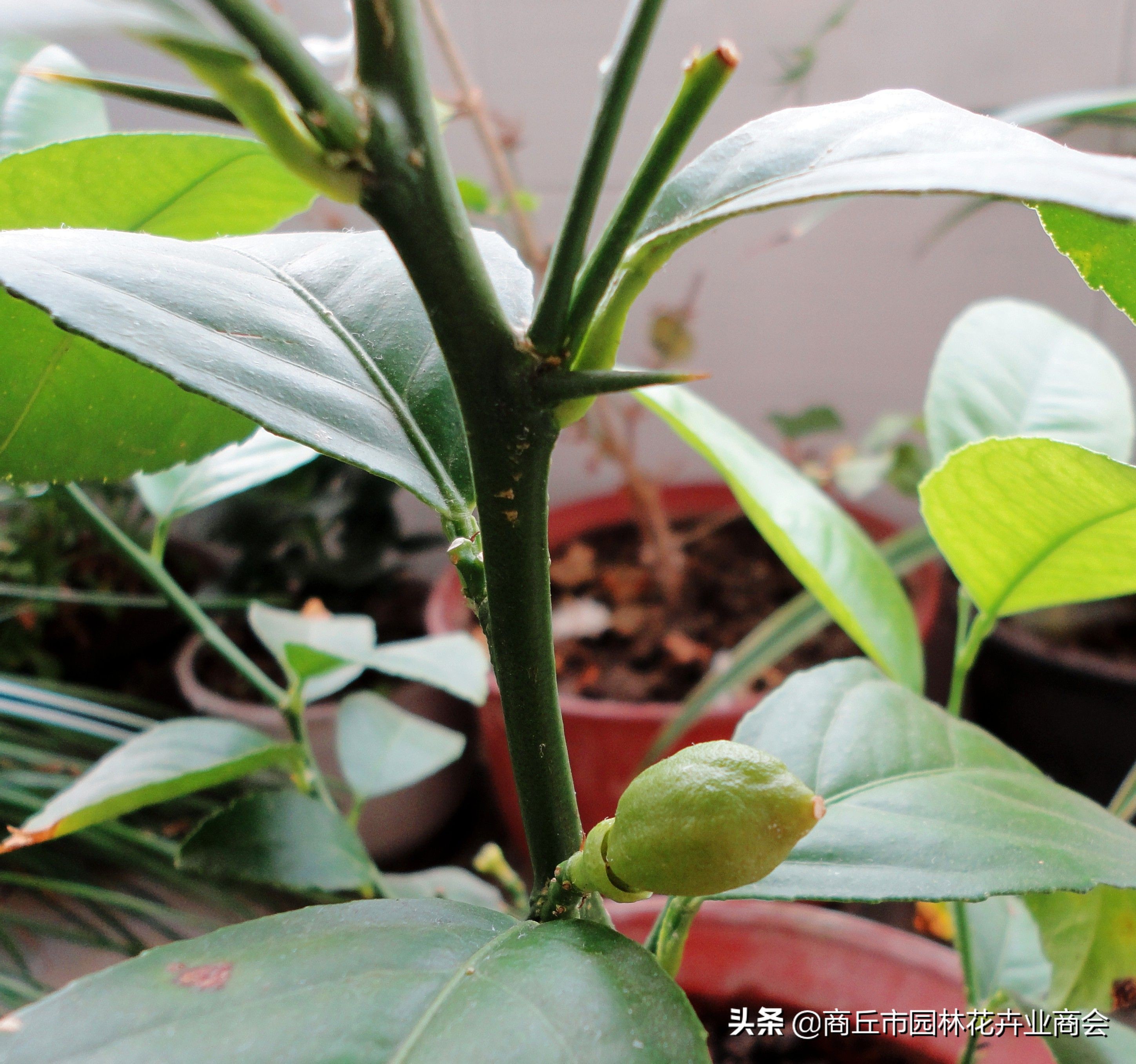 柠檬树开花要不要摘了,柠檬树开花落叶正常吗