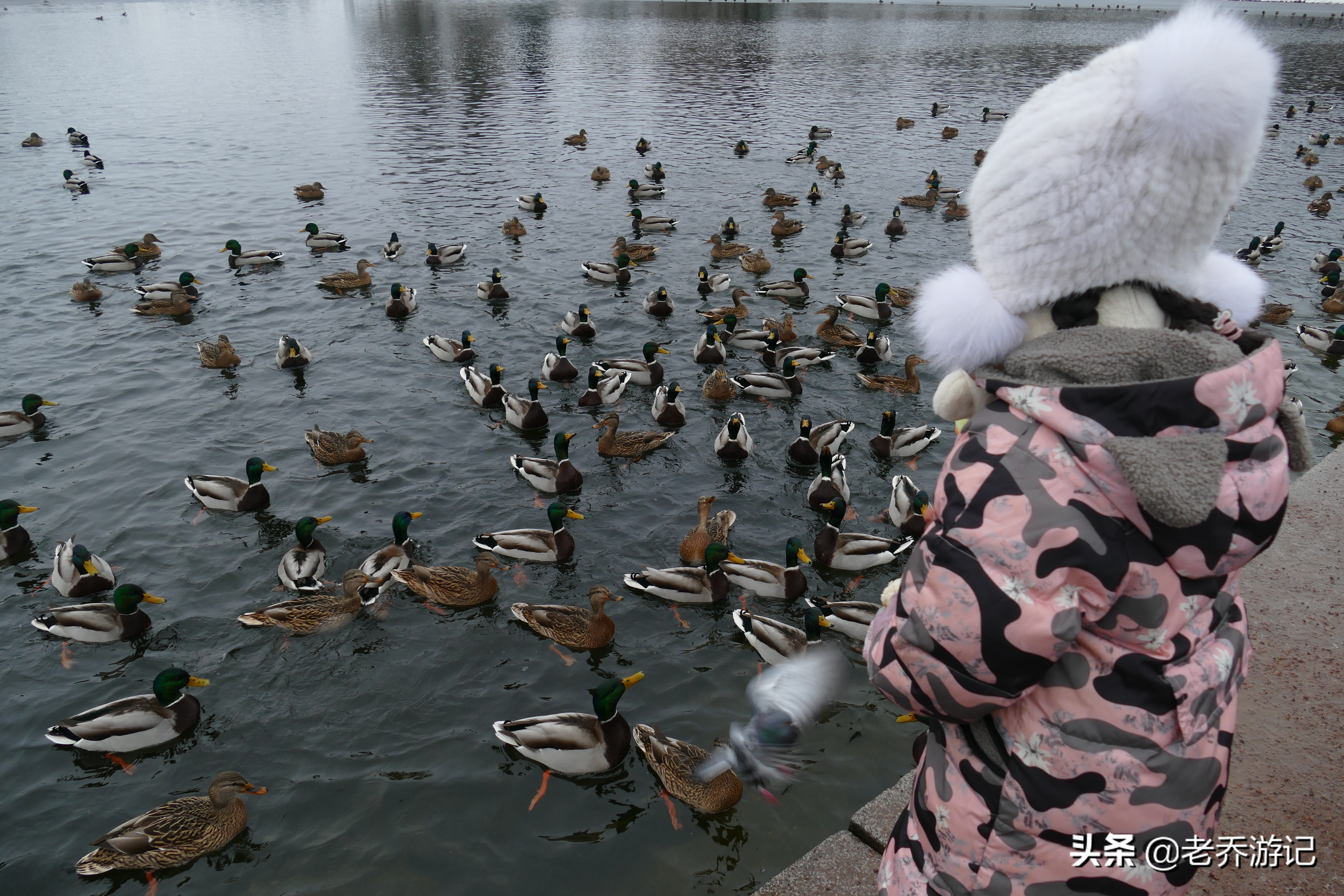 老乔一家人最新视频,农村老乔一家三口
