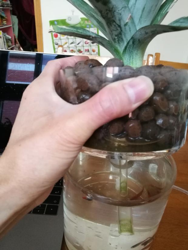 自制免换水生态鱼缸小型,自制自循环生态鱼缸