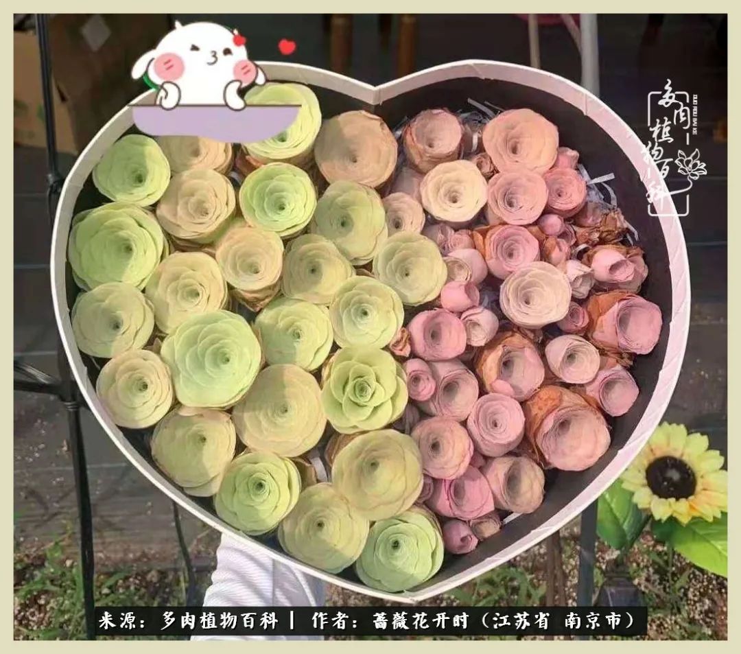 又见颜的妩媚，色的诱惑！这些山地玫瑰礼盒惊艳了眼眸