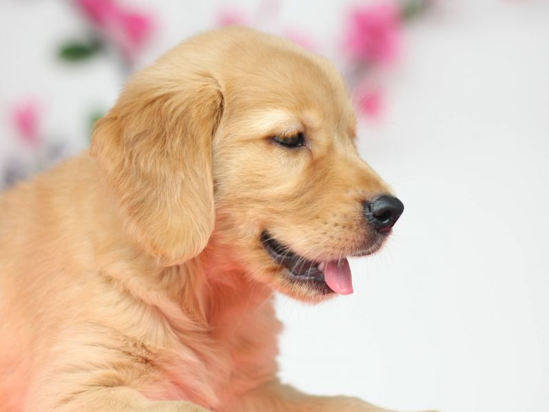 选金毛看性格,选金毛时怎么看眼睛