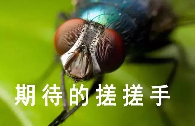 福懋动物医院广西,福懋动物医院深圳