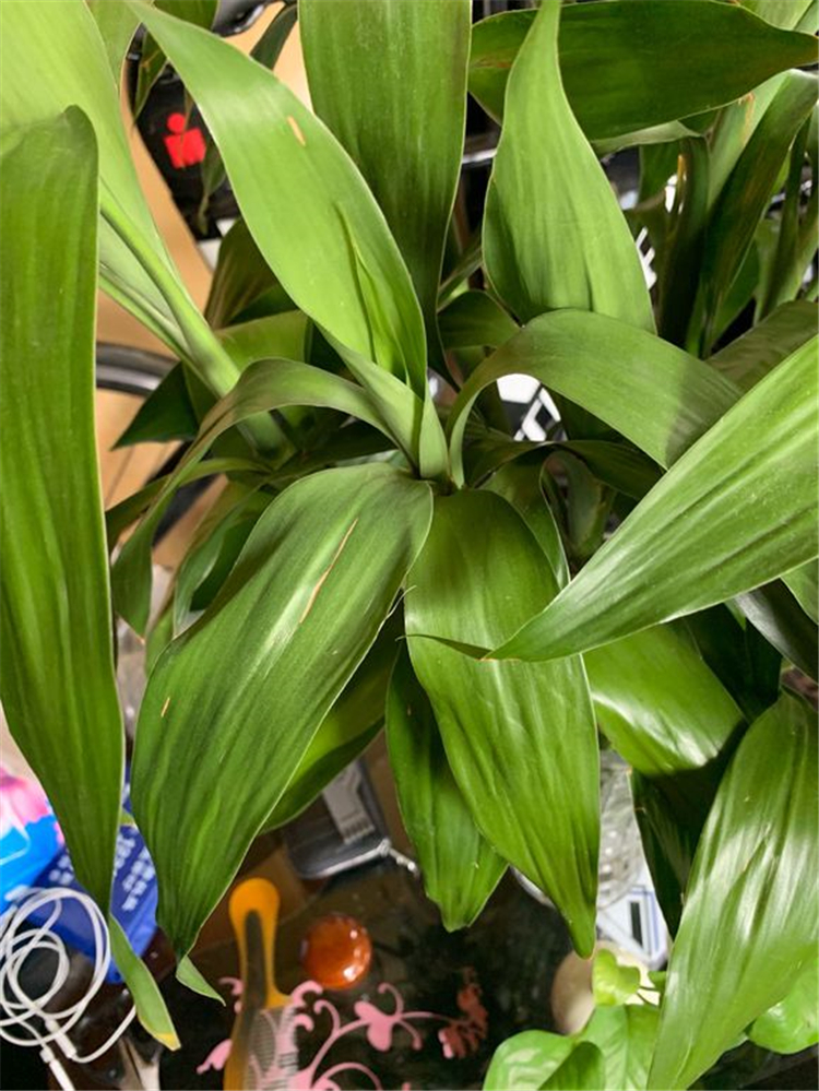 富贵竹为什么根部老是腐烂,富贵竹根部腐烂怎么解决