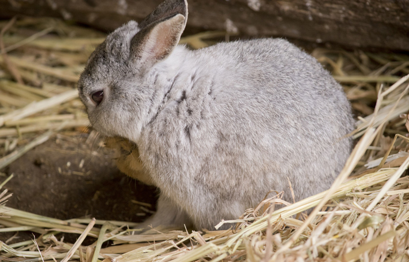 养兔人垂耳兔幼兔养殖,养兔知识分享幼兔要不要用益生菌