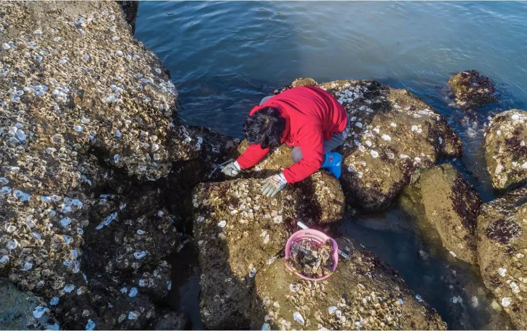 冷水海蛎子,荣成哪里能买到新鲜的乳山牡蛎