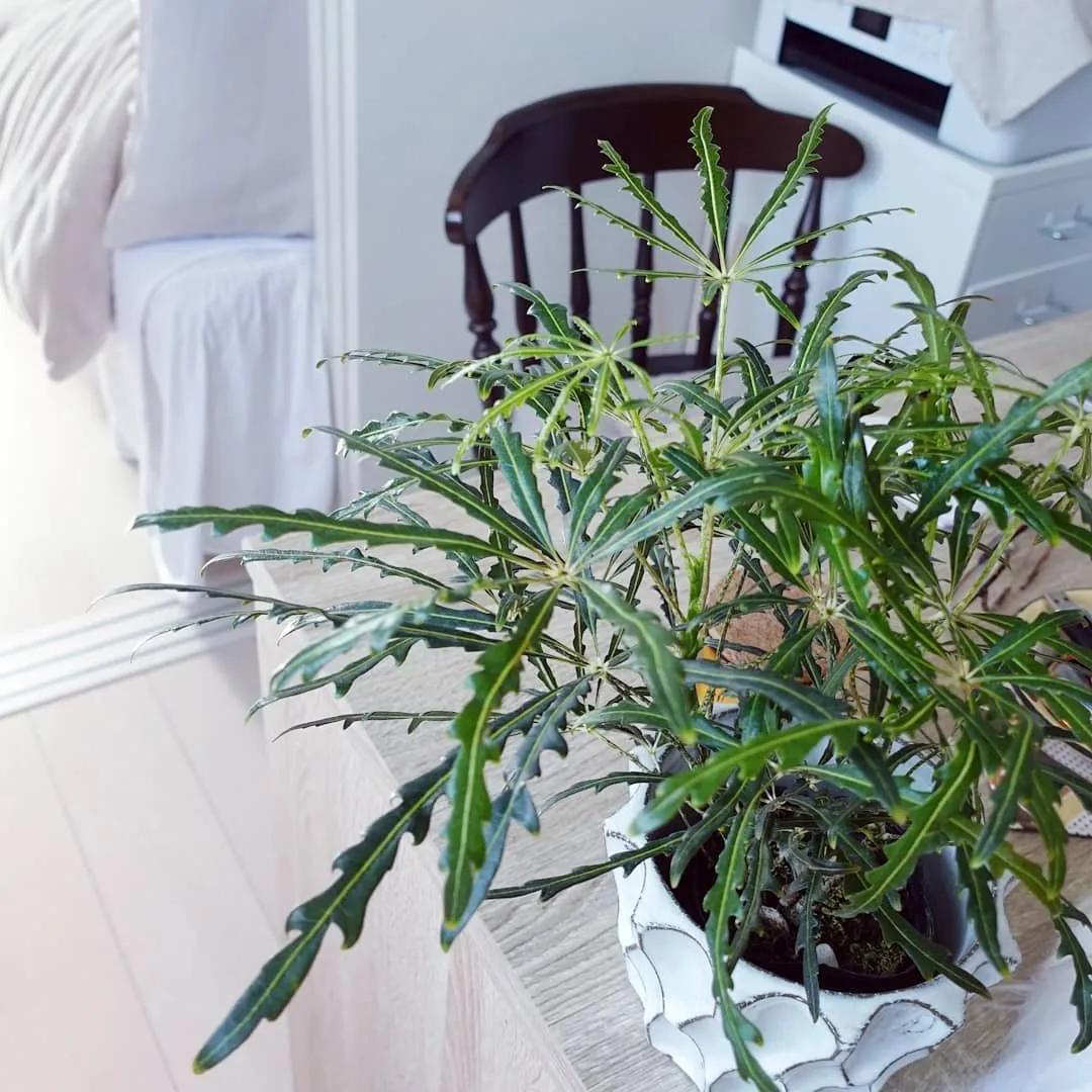 网红必备的高颜值绿植,ins风的网红绿植