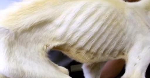 如何预防狗子身上的寄生虫,怎么预防狗狗有寄生虫的发生