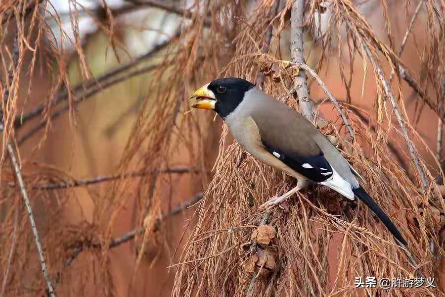 那些说不出名字的鸟,常见的纯黑色羽毛的鸟有哪些