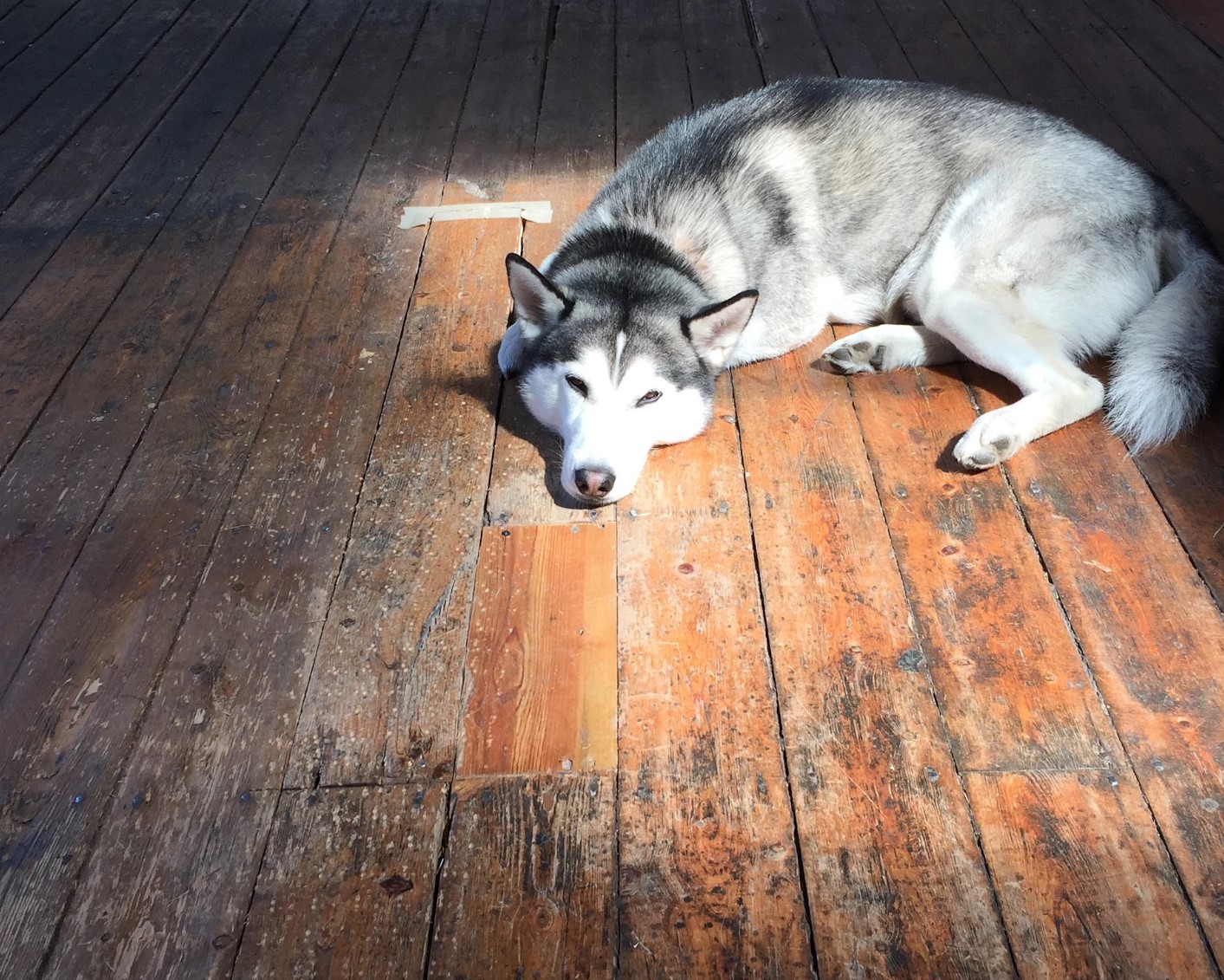 狗狗睡眠冷知识,狗狗睡眠秘密大全