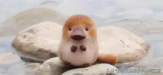 这60种罕见动物你见过几个,60种灭绝的动物