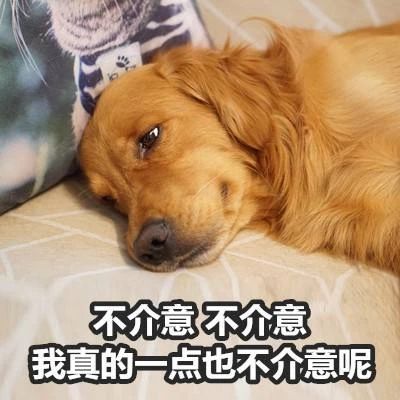 当狗狗吃醋时的表现,狗狗吃醋时会有什么表现