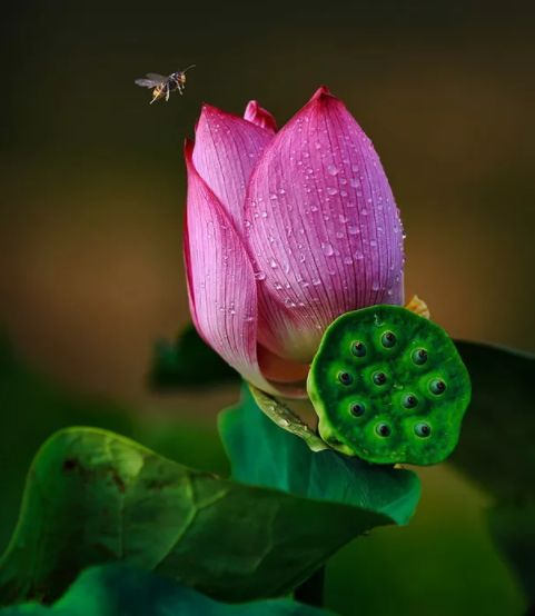 中国水墨荷花欣赏映日荷花别样红,映日荷花别样红写的是哪里的荷花