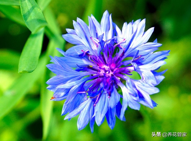 蓝色花卉矢车菊,最名贵的蓝色矢车菊