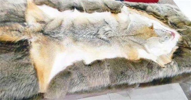 花季少女拿祖传狼皮鉴宝,女大学生带祖传鉴宝完整版