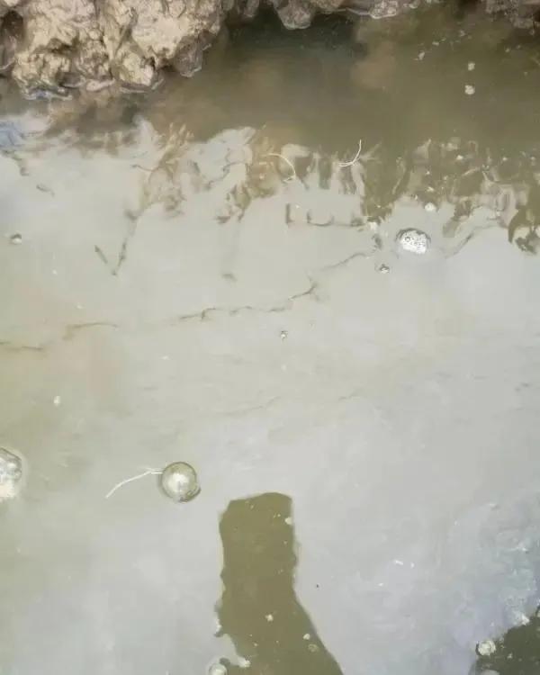 对虾白便是如何危害对虾养殖的,南美白对虾尾部一节白是什么原因