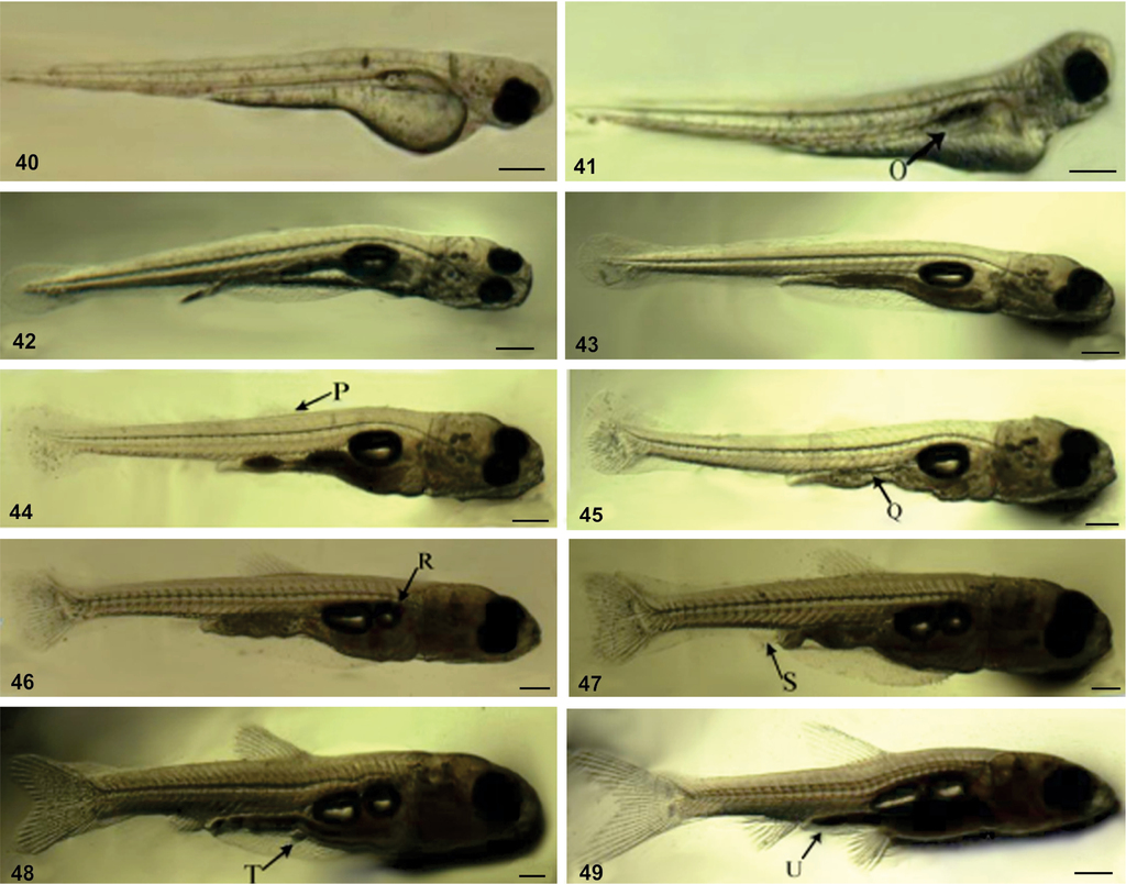 麦穗鱼入侵32个国家,麦穗鱼在欧洲泛滥成灾视频