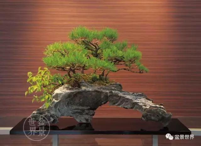 松树盆景经典大片,大斜杆式盆景得金奖作品松树