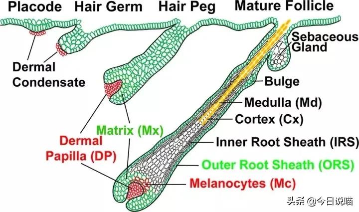 养猫咪的人肺里有猫毛吗,养猫后总觉得喉咙有猫毛