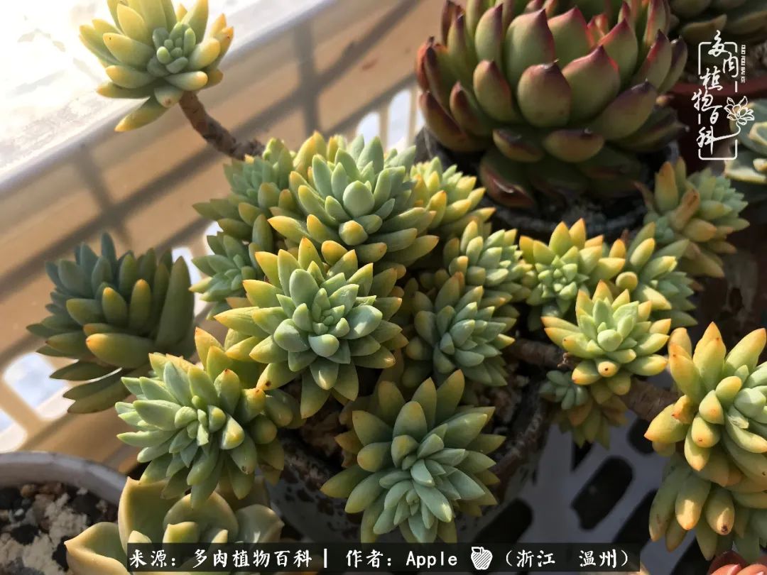 多肉成长记观察记录怎么写,多肉成长记录观察展板