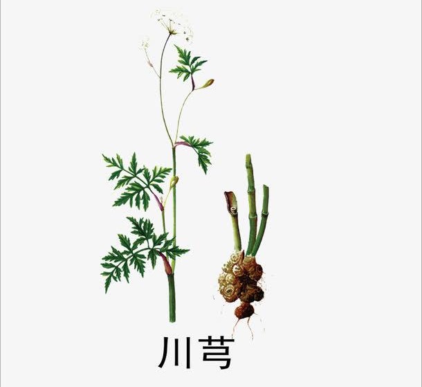 中药川芎的功效与作用,中药川芎的功效和作用