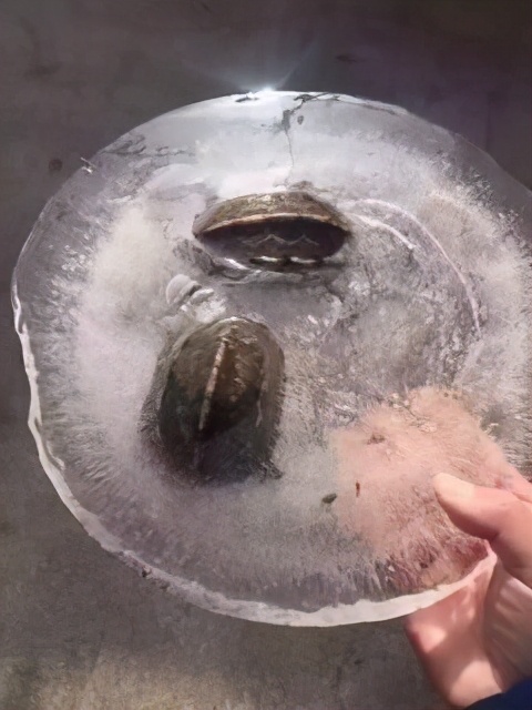 甲鱼被晒死,甲鱼在河里会冻死吗