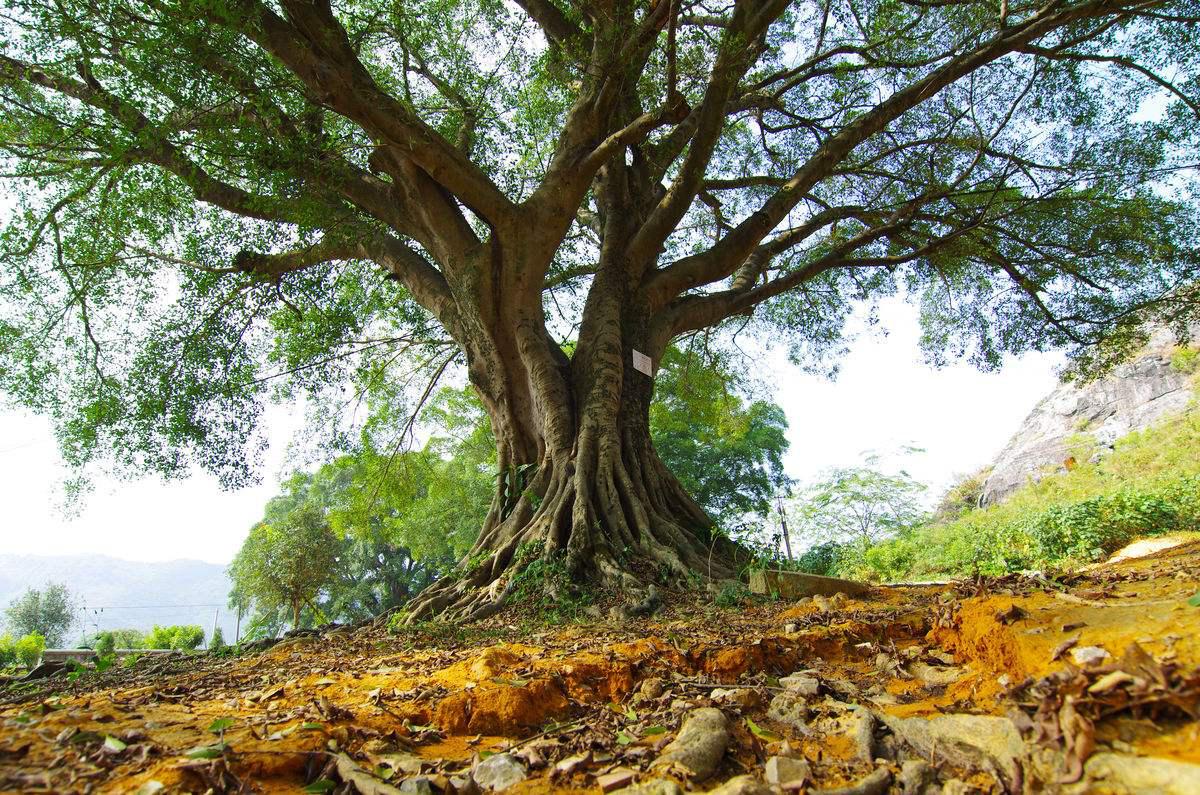 百年古树怎么才能长出来,百年老树怎样生新枝