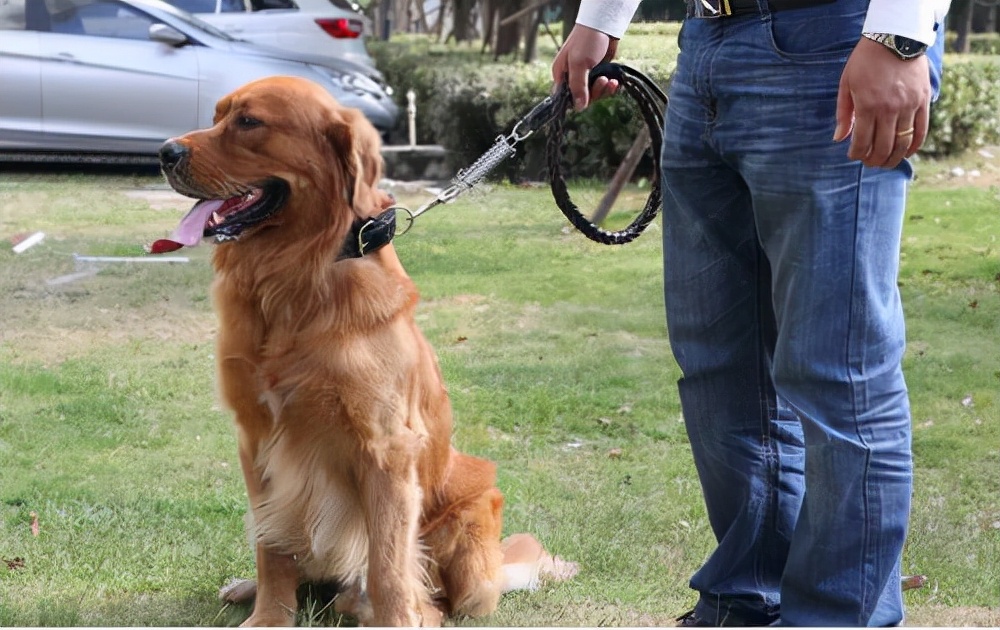 金毛如何分辨是纯种还是混种,怎样辨别纯种金毛和普通金毛