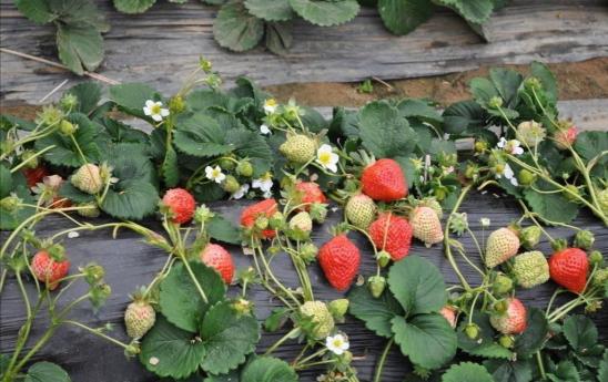 楼顶种草莓的种植方法,水种草莓种植技术