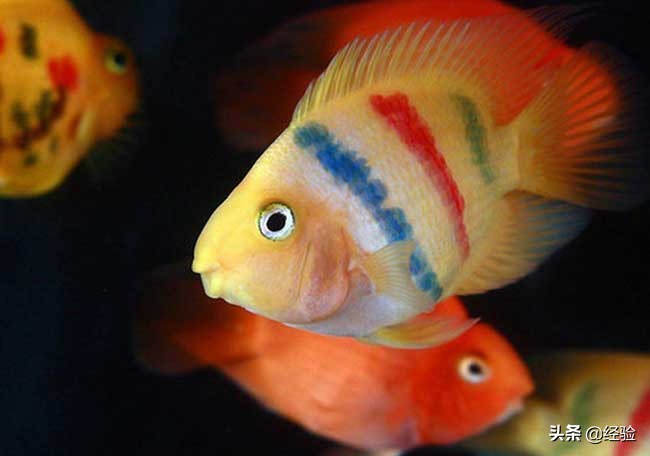 鹦鹉鱼吃清道夫,鹦鹉鱼吃什么饲料