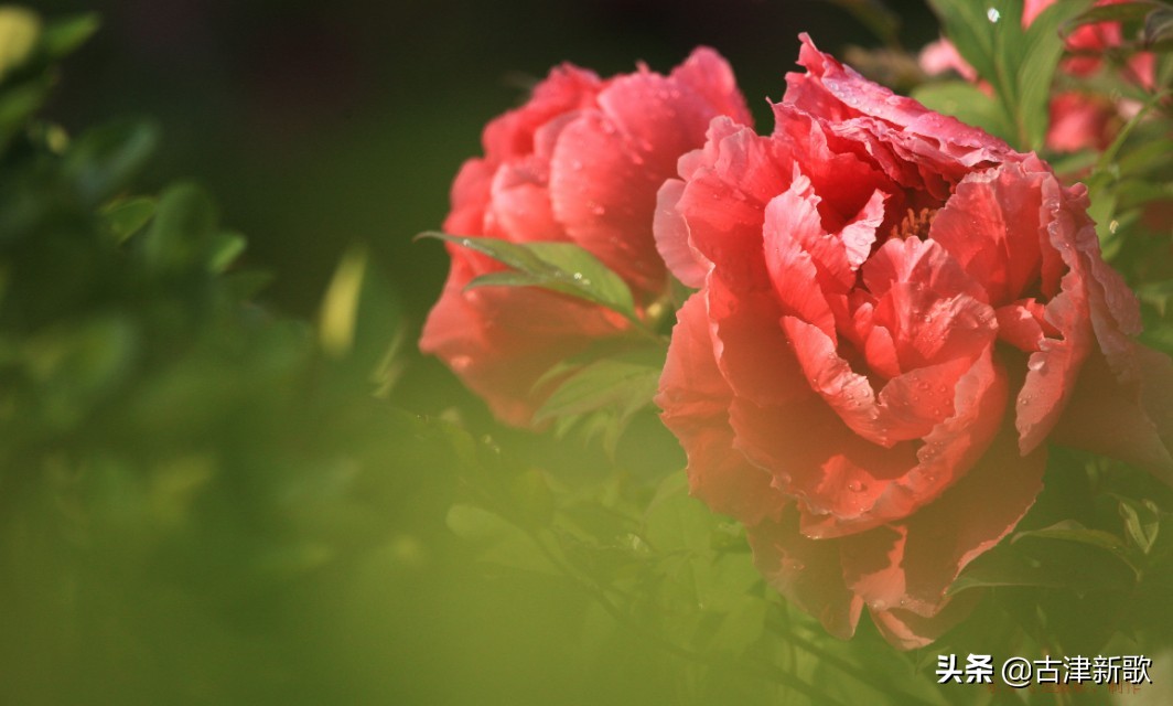 最美牡丹诗词20首,研究牡丹花