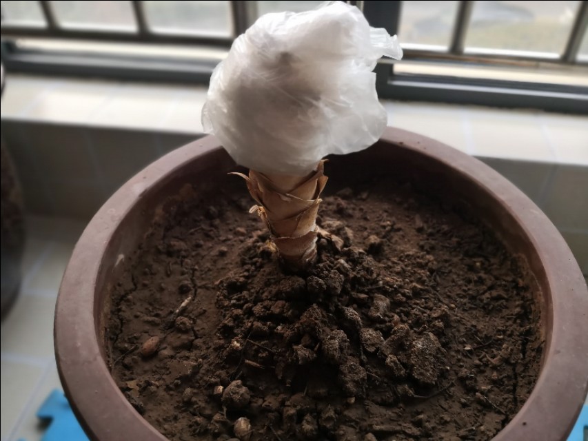 龙须树一头变多头怎样修剪,龙须树单头的好还是多头的好