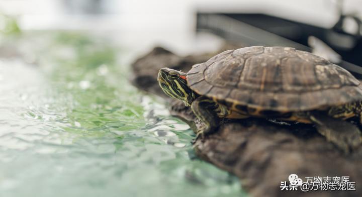乌龟的壳碎了还能恢复吗,乌龟的壳边缘破了一点点会不会死