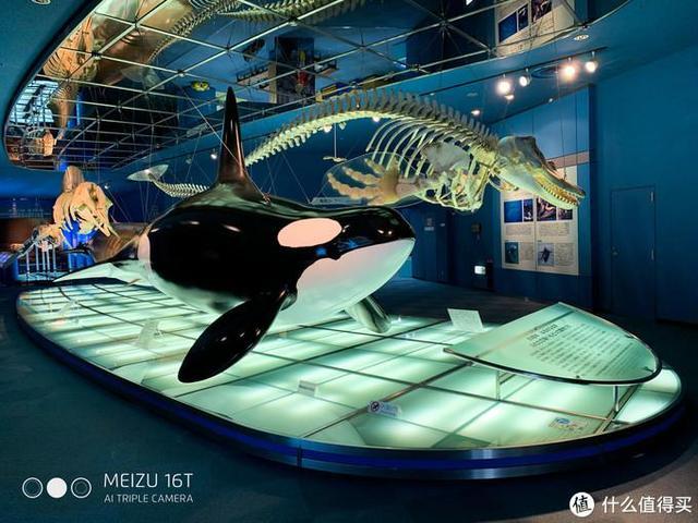 日本pitta口罩,日本买口罩用什么软件