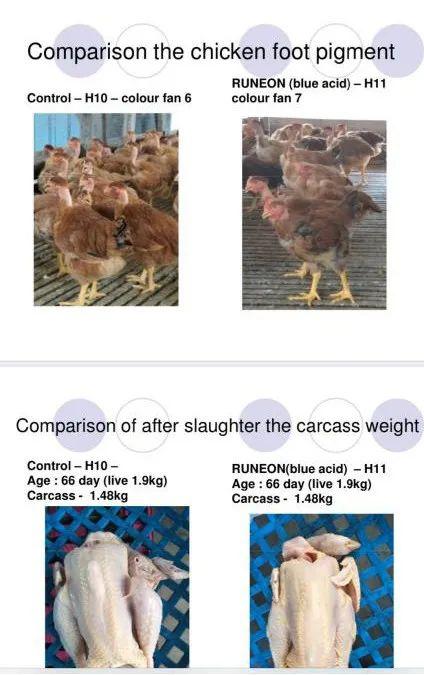 保肝护胆水产养殖,保肝增强免疫力的配方