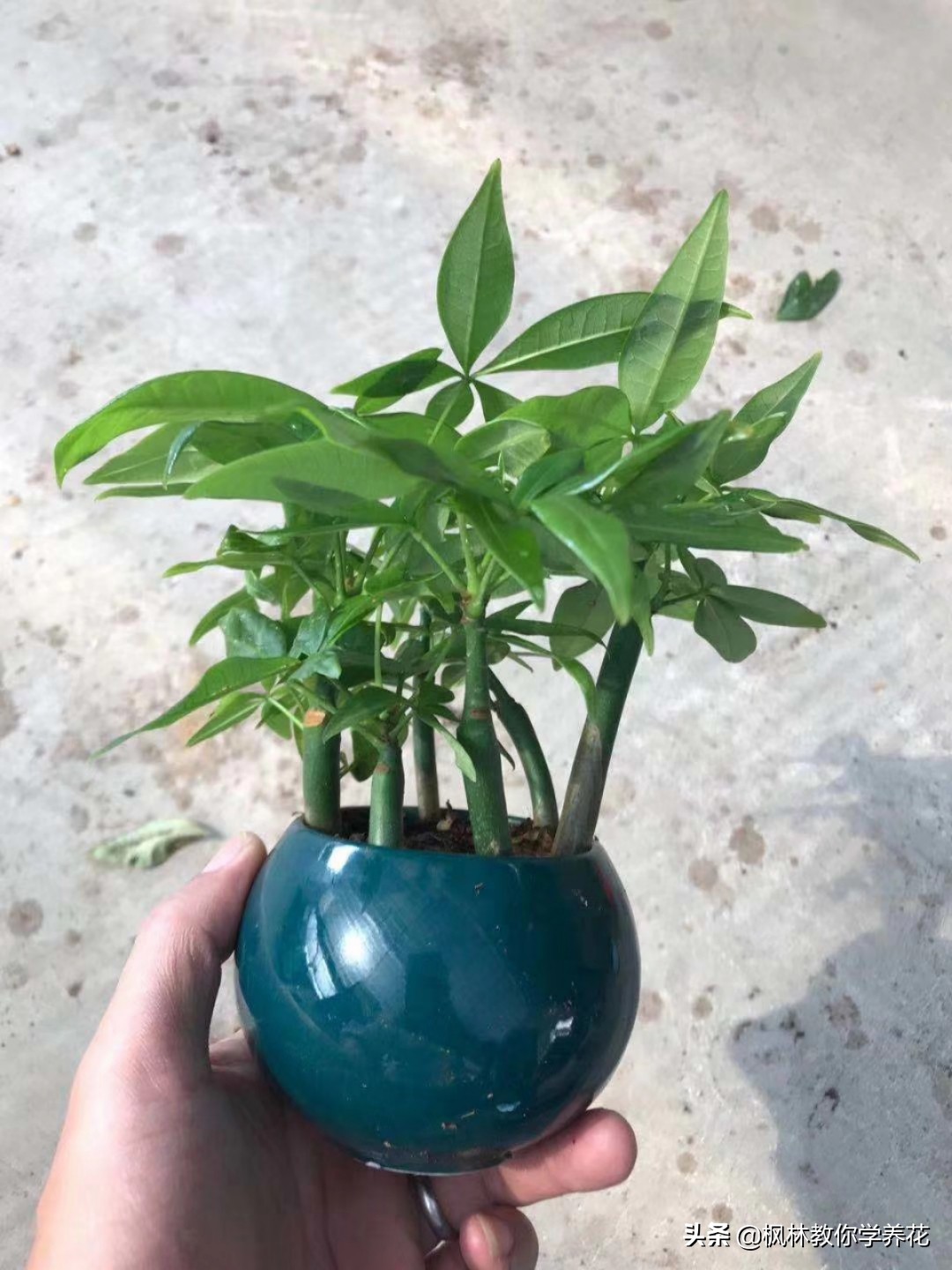 发财树怎样管理长得快,发财树的管理方法和注意事项