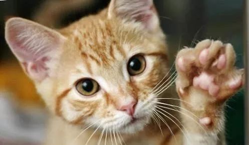 猫的传染病都有哪几种病症,猫咪为什么会传染严重的猫疾病