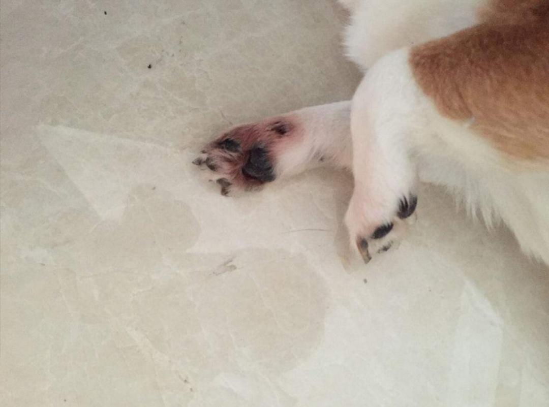 狗狗趾间炎治疗期间怎么洗脚,狗狗每天洗脚会趾间炎吗