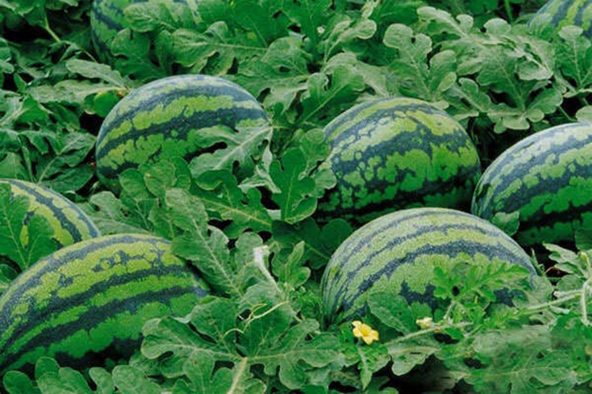 关于清凉消暑的诗词,夏日消暑诗词每一句都很清凉