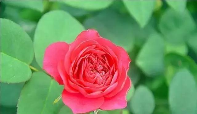 每天学习一点点各种花代表的花语,每天学习一朵花知识