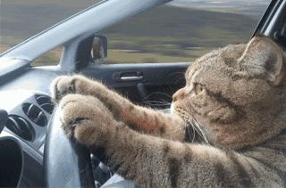 这些猫狗的照片,我也就看了10000多遍!