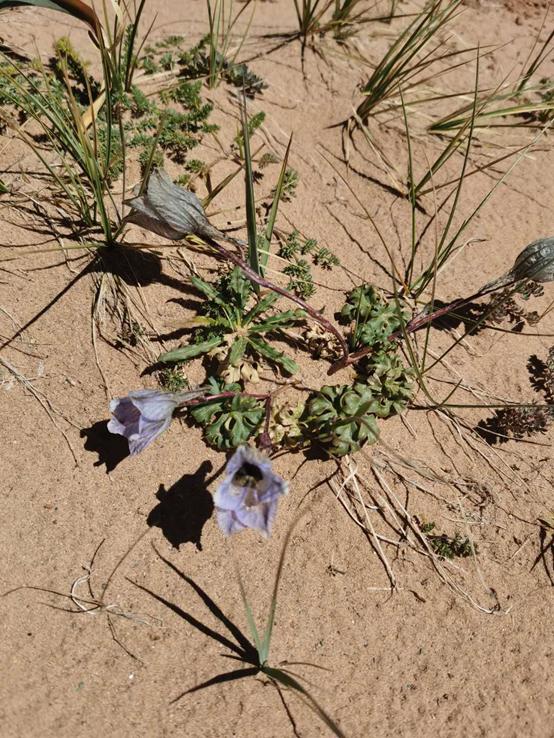 鬼哥的五万里D39青海曲麻莱县五道梁镇-沱沱河保护站