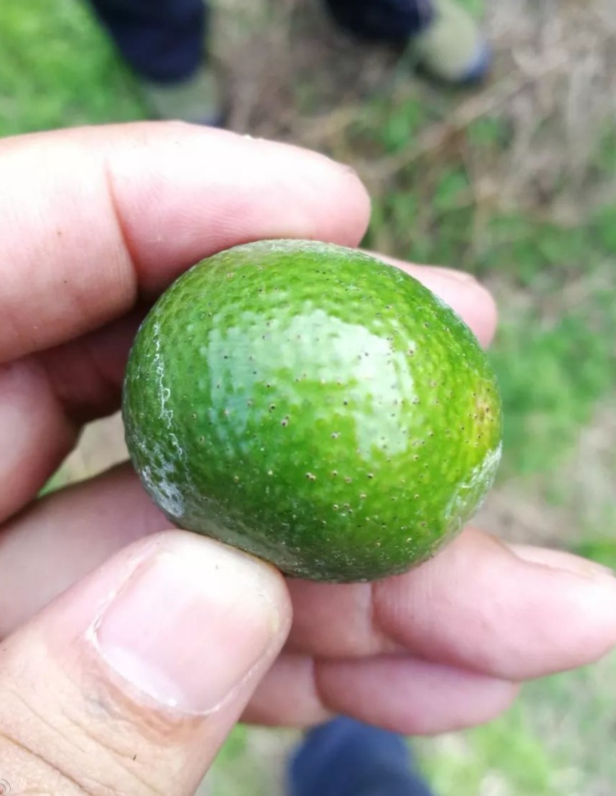 柑桔砂皮病哪个时间最易爆发,柑橘表皮有疙瘩怎么治疗