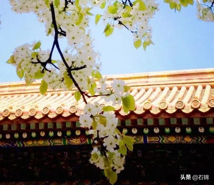 最好的梨花诗10首,关于梨花的优美诗句50字左右