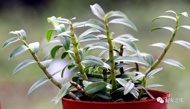 石斛兰用苔藓包着水培不烂根吗,香水石斛兰烂根重栽怎么浇水