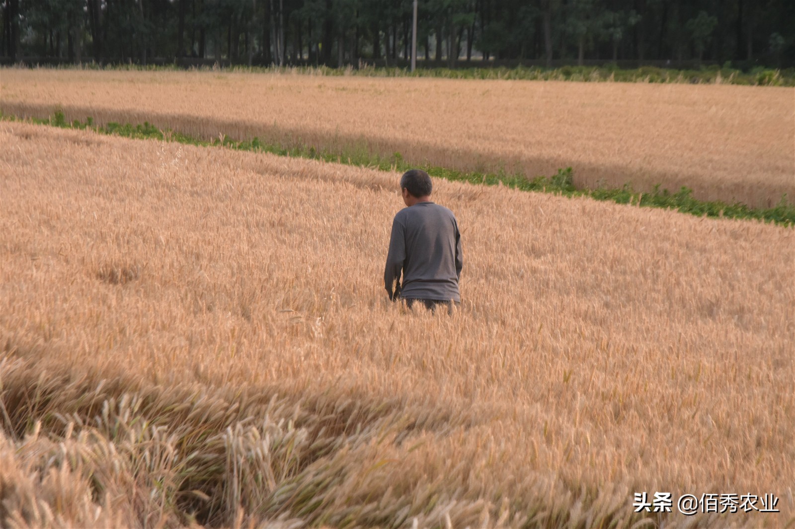 粮食得了病害,农村粮食浪费现象有哪些