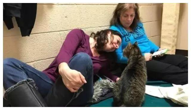 猫咪一年后还记得主人吗,猫咪还能记得原来的主人吗