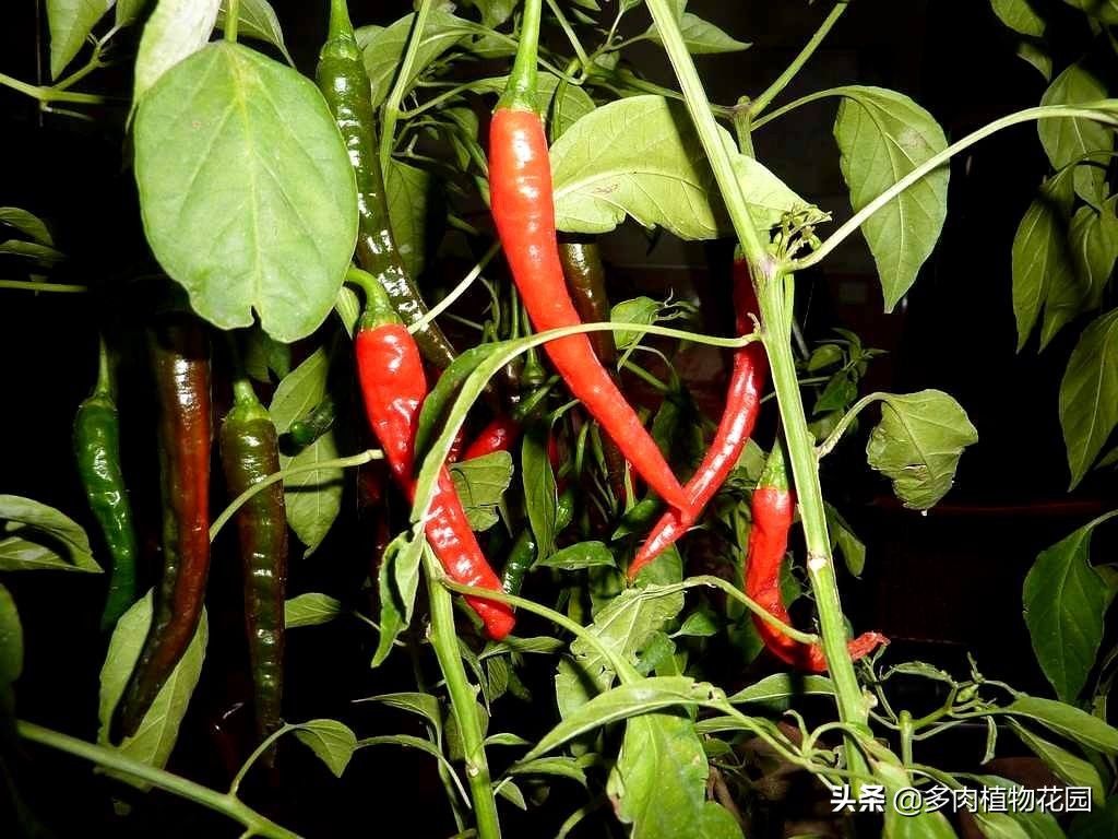 盆栽开花辣椒生虫如何处理,屋里种的辣椒为什么开花不结果呢
